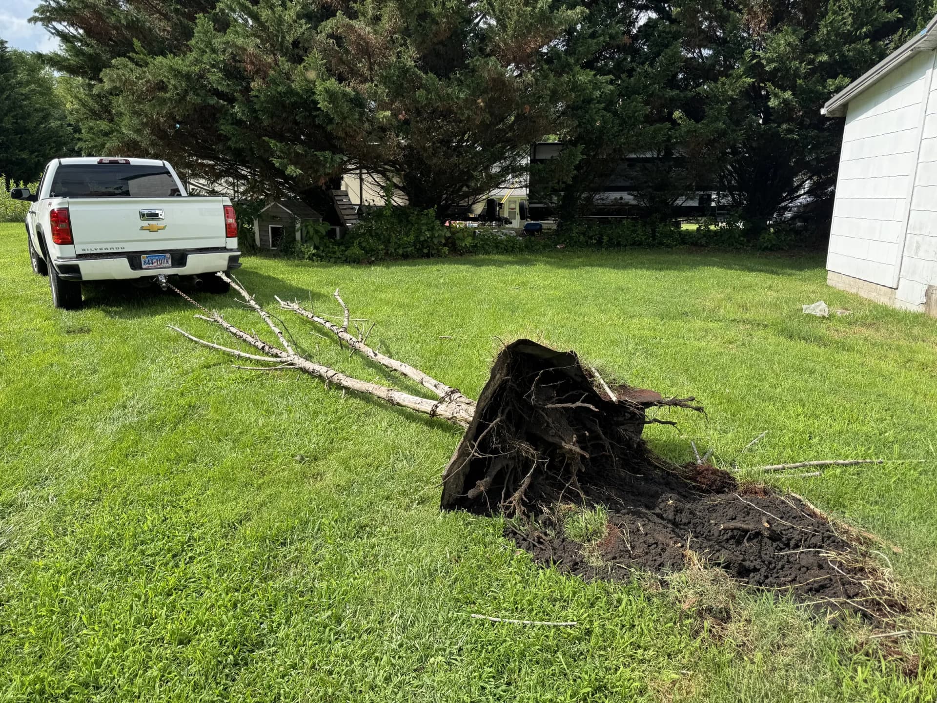 Fallen tree trunk and exposed root ball lying on a green lawn beside a white pickup truck.